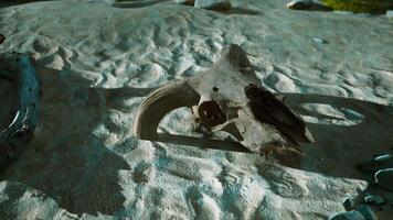 Driftwood Resting on Sandy Beach video