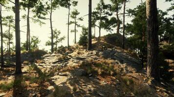 árvores e pedras em uma Colina video