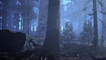 brumeux forêt avec dense des arbres video