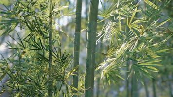 une bambou arbre avec beaucoup de vert feuilles video