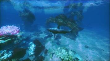 lugn under vattnet utforskning på korall rev video