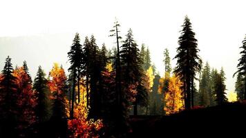A forest filled with lots of tall trees. beautiful sunset video