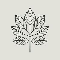 Ash tree leaf. linear illustration. Outline, silhouette, line art drawing isolated on white background vector