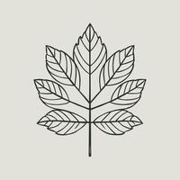 Ash tree leaf. linear illustration. Outline, silhouette, line art drawing isolated on white background vector