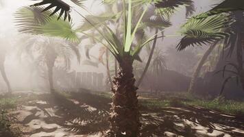 palma albero in mezzo nebbioso foresta video