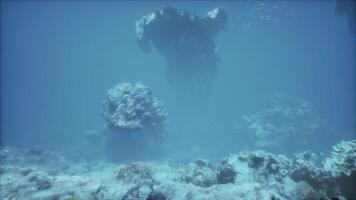 unter Wasser Aussicht von Koralle Riff mit Statue im Hintergrund video