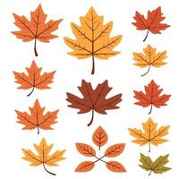 maple leaf silhouettes on the white background vector