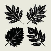 Ash tree leaf. linear illustration. Outline, silhouette, line art drawing isolated on white background vector