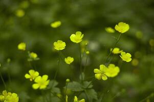 A sea of yellow flowers photo