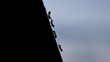 Ant Silhouettes on the March photo