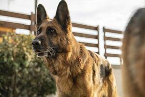 alemán pastor perro en prado foto