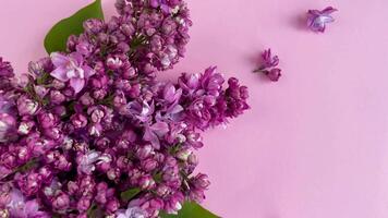 florescendo lilases exibido em uma suave Rosa fundo dentro primavera video