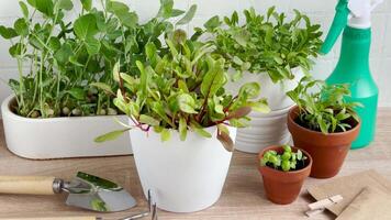 Indoor Gardening Essentials Displayed on Wooden Table Surface During Daytime video