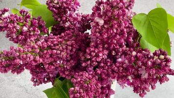 primavera floraciones de cerca exploración de Fresco lila flores en Mañana ligero video
