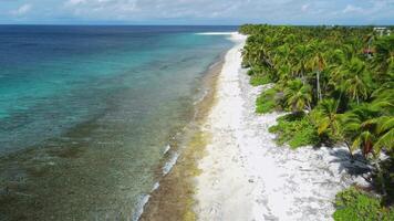 Tropical beach with palm trees and blue ocean on sunny day. Aerial view on paradise island video