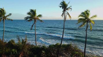 oceaan kustlijn met kokosnoot palm bomen, oceaan golven en zonsopkomst of zonsondergang tonen Bij tropisch eiland. dar visie video