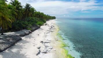 tropical playa en fuvahmulah isla con palma arboles aéreo ver de paraíso recurso video