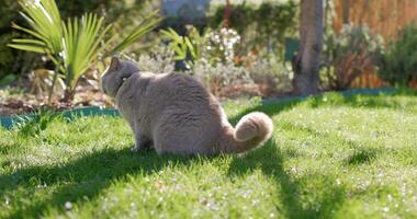 escocês gato fechar acima dentro quintal jardim. cinzento peludo gato ao ar livre sentado em gramado video