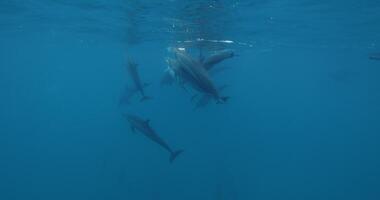 delfini giocando e nuotate subacqueo nel blu mare. delfino famiglia nel Maldive. video