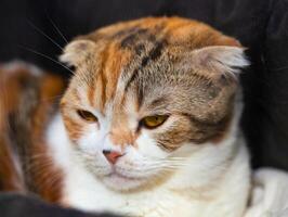 Scottish fold cat photo