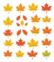 maple leaf silhouettes on the white background vector