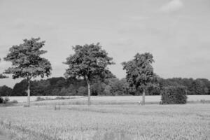 in the german muensterland photo