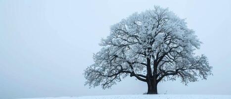 A large white tree stands alone in a snow-covered field photo