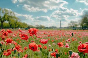 A field of red poppies with a large building in the background photo