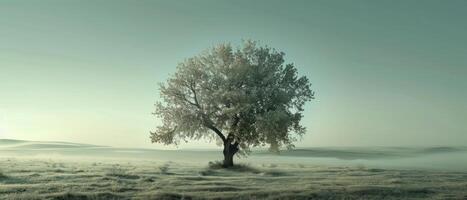 A large white tree stands alone in a snow-covered field photo