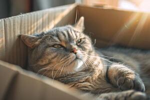 un gato es dormido en un cartulina caja foto