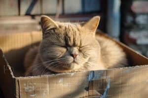 A cat is sleeping in a cardboard box photo