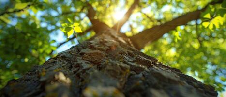 A tree trunk is shown in a close up photo