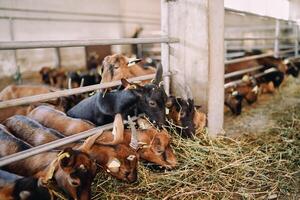 Goatlings are eating hay from behind a fence in a paddock on a farm, pushing each other photo