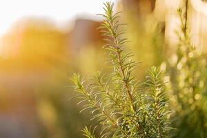 Green rosemary bush growing in the garden in the sun rays photo