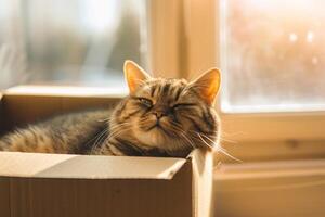 A cat is sleeping in a cardboard box photo