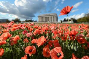 A field of red poppies with a large building in the background photo