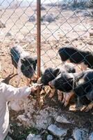 Little girl feeds cabbage to black pigs poking their snouts through the fence. Cropped photo