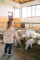 Little girl feeds white sheep with hay through a fence in a paddock on a farm. Back view photo