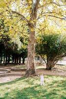 Little girl collects a bouquet of autumn leaves while standing near a huge plane tree in a green park. Back view photo