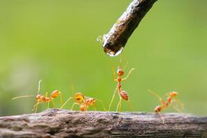 grupo de hormigas son Bebiendo agua desde un corriente foto