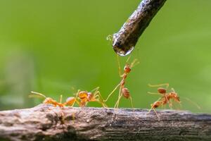 grupo de hormigas son Bebiendo agua desde un corriente foto