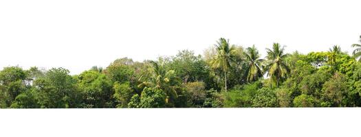 tree line lush green forest with palm trees and a white background photo