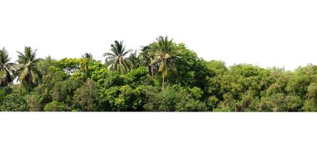 tree line lush green forest with palm trees and a white background photo