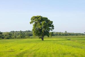 large tree stands in a field of grass photo