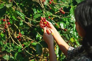 mujer es cosecha Fruta desde un árbol foto