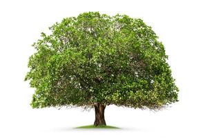 grande árbol con verde hojas es en pie en un herboso campo foto