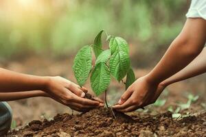 Two people are planting a tree together photo