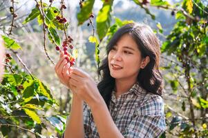 mujer es cosecha Fruta desde un árbol foto