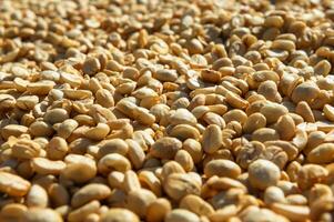 Coffee beans in the sun-drying process photo