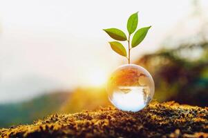 pequeño planta es creciente dentro un claro vaso globo foto